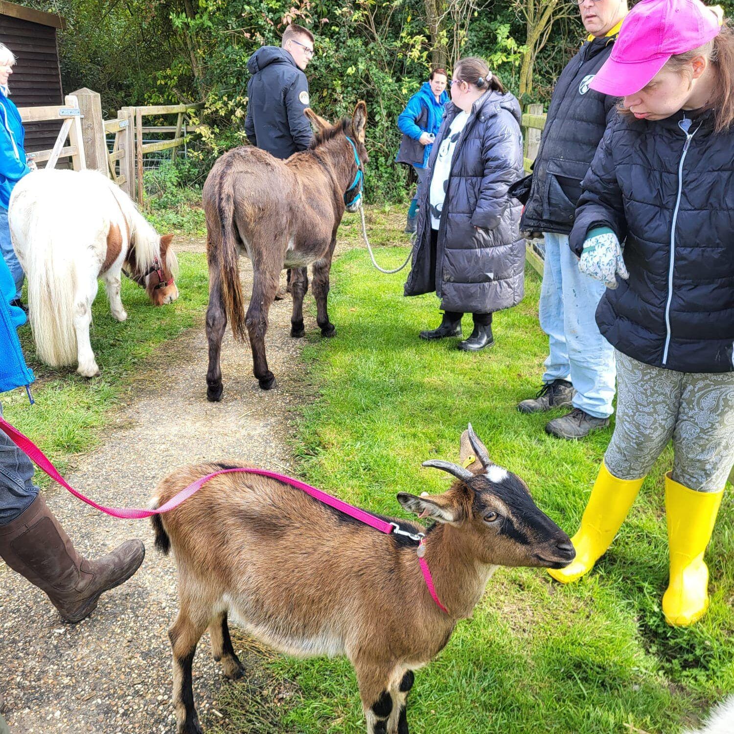 Millennium-Farm-Trust-a girl with a pink baseball cap and yellow wellington boots looking at a goat on a lead. 2 ponies in the background.