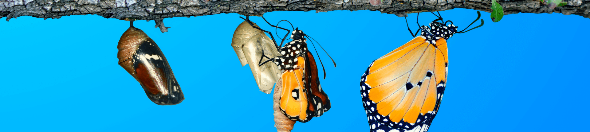 2 butterflies and cocoon on a log againsta bright blue sky background